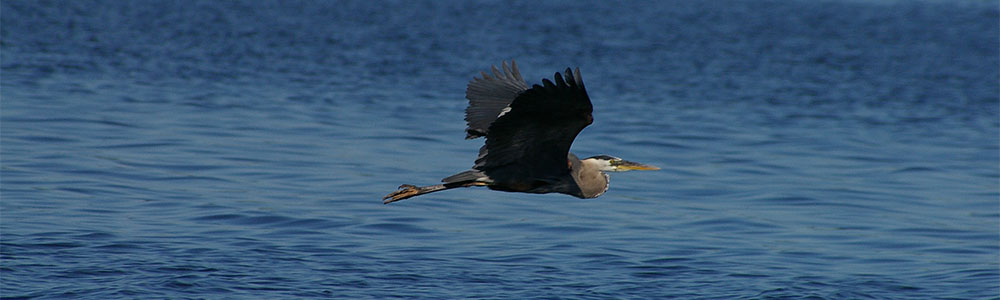 Image of a flying Great Blue Heron