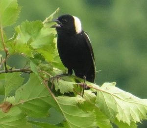 Image of a Bobolink