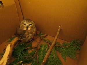 Image of a Saw Whet Owl