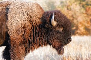 Image of an American Bison