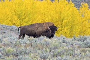 Image of an American Bison