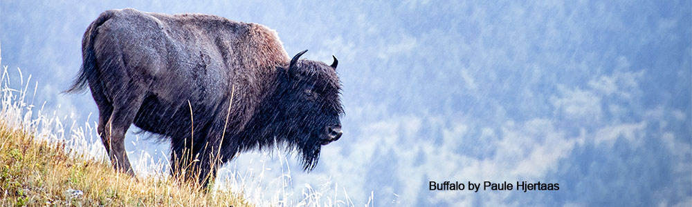 Buffalo by Paule Hjertaas