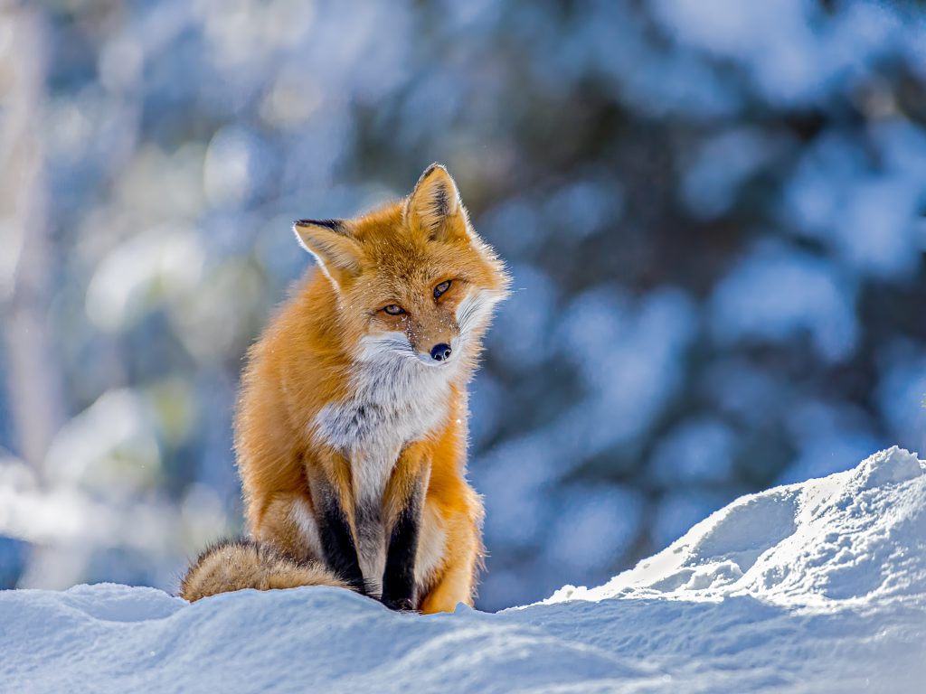 fox-on-the-hill-chris-stmicheal-min