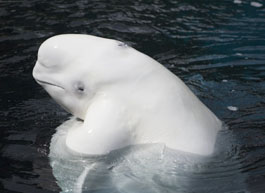 Image of a Beluga Whale