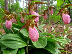 Image of a Pink Lady's Slipper 