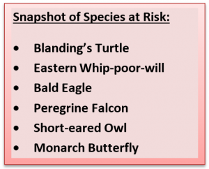 Image of species at risk near PRince Edward County