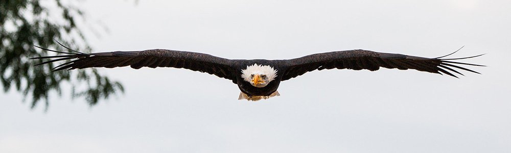 Image of a Bald Eagle Flying