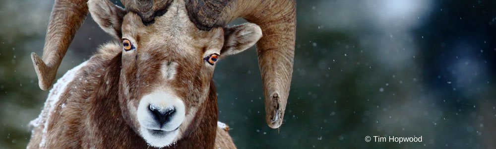 Image of a Bighorn Sheep