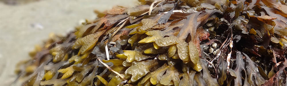 Image of seaweed