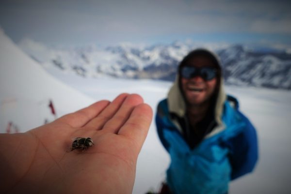Image of a fly on Freshfields Icefield in Banff National Park