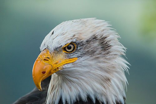 Image of a Bald Eagle