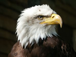 Image of a Bald Eagle