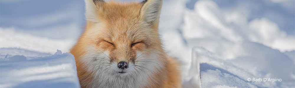 How Canadian Wildlife Survives Winter - Nature Canada