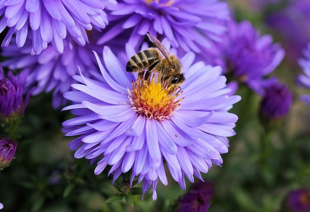 Photo of a bee on a purple flower