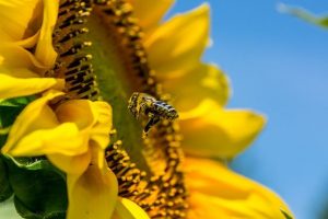 Photo of a bee on a sunflower