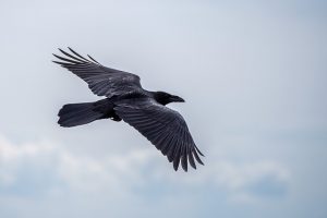 Image of a Raven