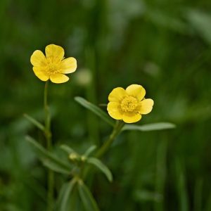 Image of a buttercup