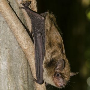 image of a Big Brown Bat