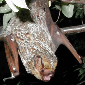 image of a Hoary Bat