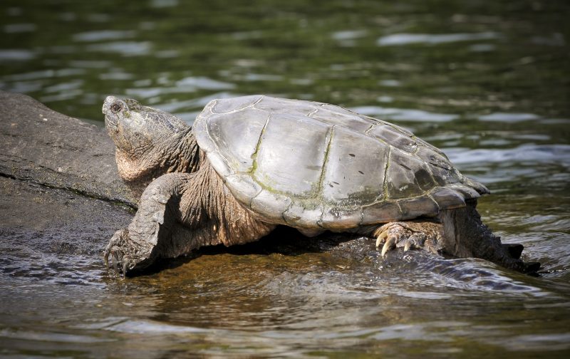 Image of a Snapping Turtle