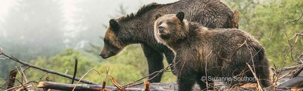 Calendar Photo: mother Grizzly Bear with her cub; taken in Khutze Inlet, BC