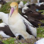 short-tailed albatross