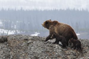 image of a Grizzly Bear and her cubs