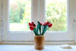tulips in window