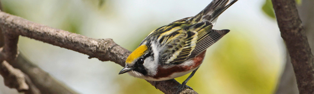 Image of a Chestnut-sided Warbler
