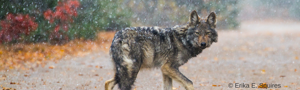 calendar photo: image of an Algonquin Wolf