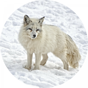 image of an Arctic Fox