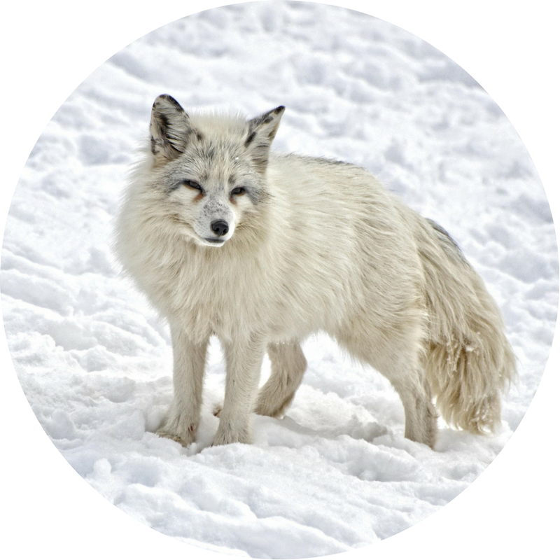 Both cunning and stunning: Discover Canadian foxes! - Nature Canada