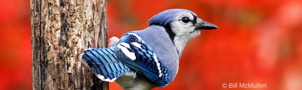 The strange physics of why blue jays look blue even though they aren't