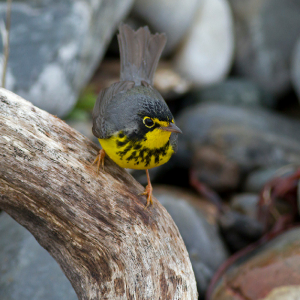 image of a Canada Warbler