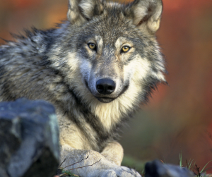 image of a Grey Wolf