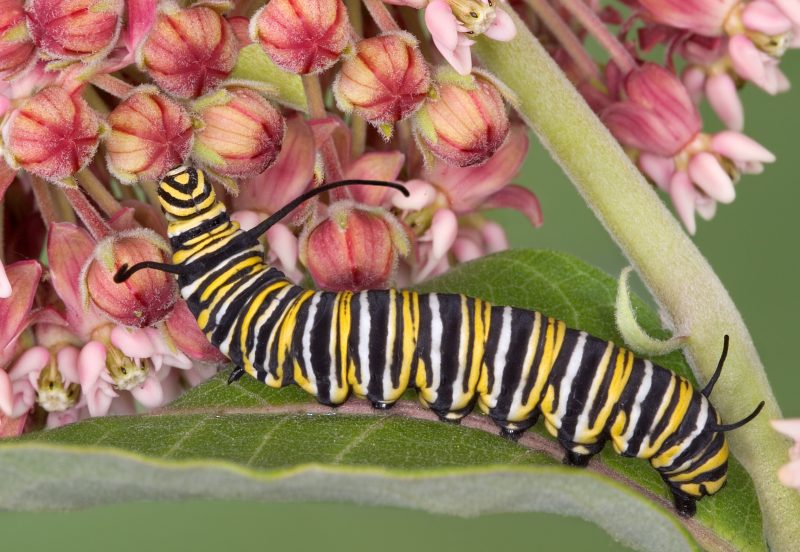 Image of a Monarch caterpillar