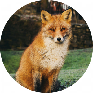 image of a Red Fox