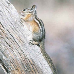 image of a Townsend's Chipmunk