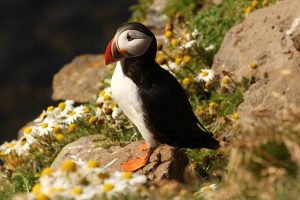 image of an Atlantic Puffin