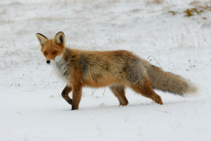 image of a Red Fox