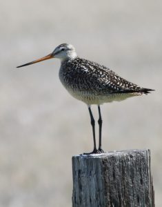 image of a Marbled Godwit