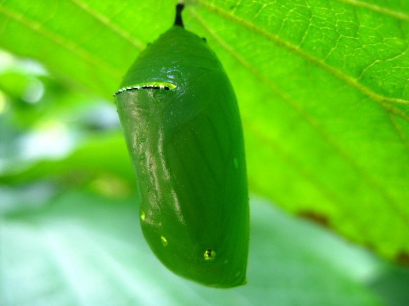 Image of a Monarch chrysalis