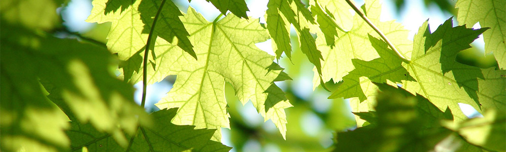 Image of a maple tree