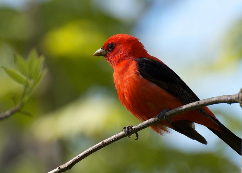 Image of a Scarlet Tanager