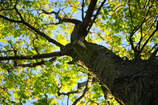 Image of a maple tree