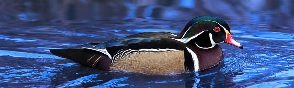 Image of a Wood Duck
