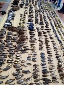 This photo is of 1,800 birds that fatally collided with windows in Ottawa this past year.