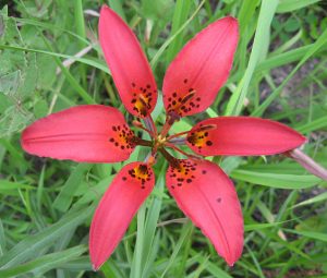 Image of a Wood Lily 