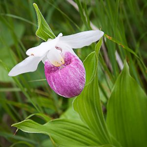 Image of Pink Showy Lady Slipper