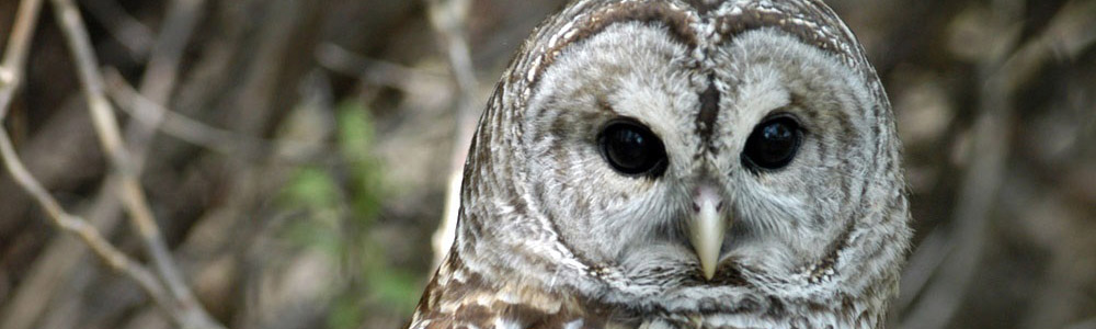 Image of a Barred Owl
